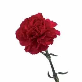 Single red carnation bloom on a stem against a white background