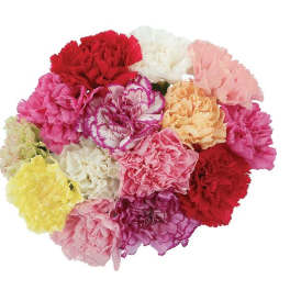 Bouquet of multicolored carnations in pink, red, white, and yellow