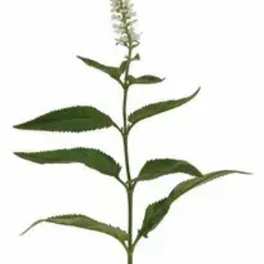 Single green flowering stem with narrow leaves and a white spike bloom
