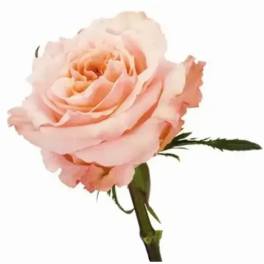 Single pale pink rose bloom with a stem on a white background