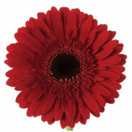 Single red gerbera daisy bloom on a white background