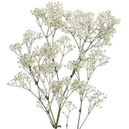 Spray of tiny white baby's breath flowers on long stems