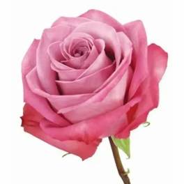 Close-up of a single pink rose bloom