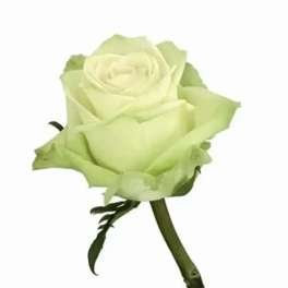 Single pale green rose bloom on a stem