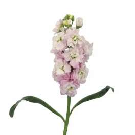 Single pale pink flower spike with long green leaves