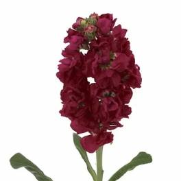 Single deep pink stock flower stem with green leaves