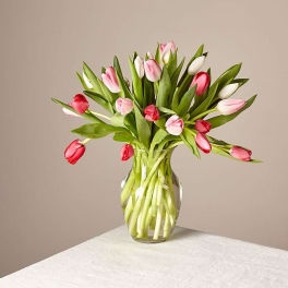 Bouquet of pink and white tulips in a clear glass vase