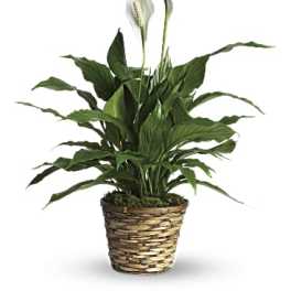 Potted peace lily plant with white blooms in a woven basket