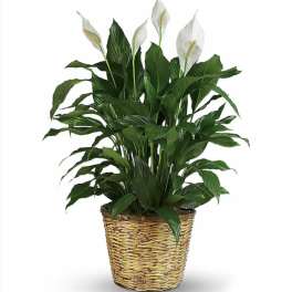 Tall peace lily plant with white blooms in a woven basket planter
