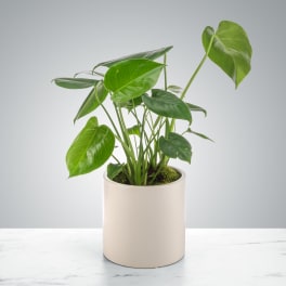 Potted green houseplant in a smooth white ceramic container on a light surface
