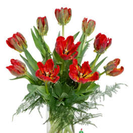 Parrot Tulips