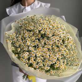 Large bouquet of small white daisies with yellow centers wrapped in pale paper