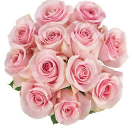 Bouquet of pale pink roses on a white background