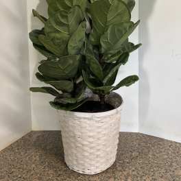 Fiddle Fig Double Stem