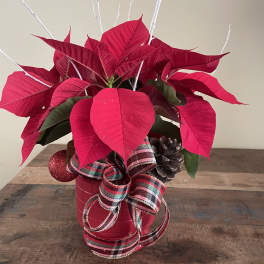 Table top poinsettia