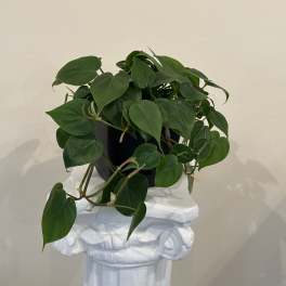 Pothos Plant