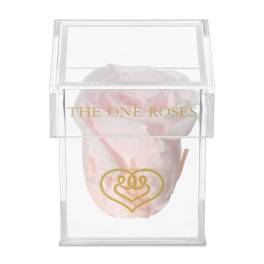 Single pale pink rose in a clear acrylic box
