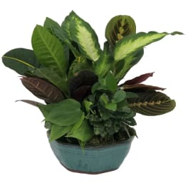 Potted plant arrangement with assorted green and variegated leaves in a teal container