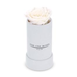 White rose in a round white box