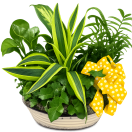 Potted green plant arrangement with a yellow polka-dot bow