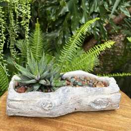Succulent in a white driftwood-style planter with pebbles