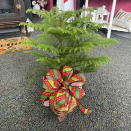 Potted Norfolk Island pine with a large red and green ribbon bow