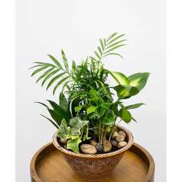 Potted green houseplant arrangement in a ceramic bowl