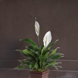 Potted peace lily with white blooms in a brown planter