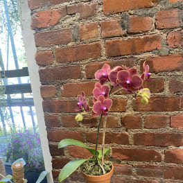 Potted purple orchid with blooms on a glass table