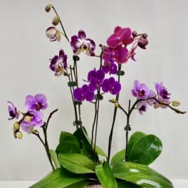 Potted orchids with purple and pink blooms in a low ceramic container