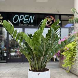 Tall ZZ houseplant with glossy green leaves in a white textured pot.