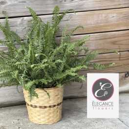 Boston Fern Plant