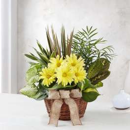 Yellow daisies in a wicker basket with a burlap bow