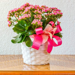 Kalanchoe Plant