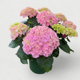 Premium 6.5” Pink Hydrangea