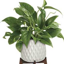 Potted green houseplant in a white textured planter on a wooden stand