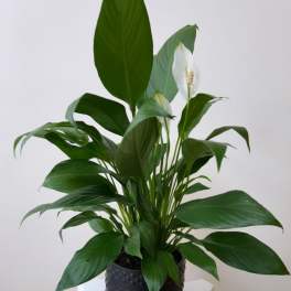 4" SPATHIPHYLLUM