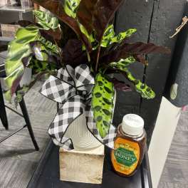 Potted calathea plant with a black-and-white check ribbon
