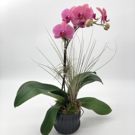 Pink orchid plant in a black pot with broad green leaves