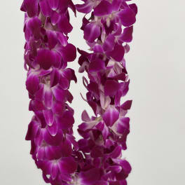 Two strands of purple orchid blossoms on a white background