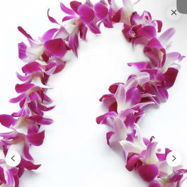 Pink and white orchid lei on a white background