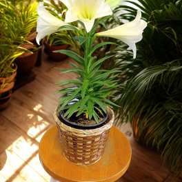 Easter Lily