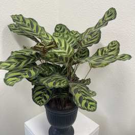 Tall Calathea