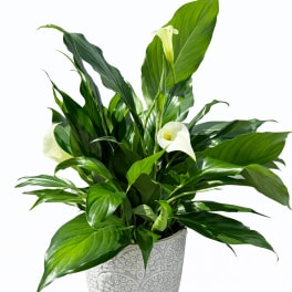 Peace lily plant