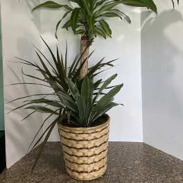 Tall potted dracaena plant in a woven basket planter