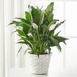 White potted peace lily plant with white blooms
