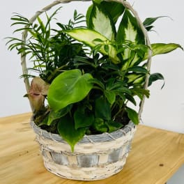 Basket of assorted green houseplants in a woven basket