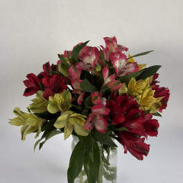 Amazing Alstroemeria