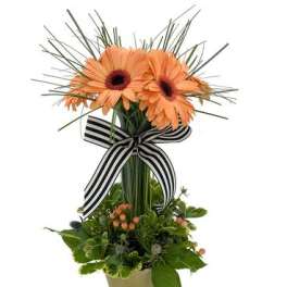 Orange gerbera daisies in a pot with a striped ribbon