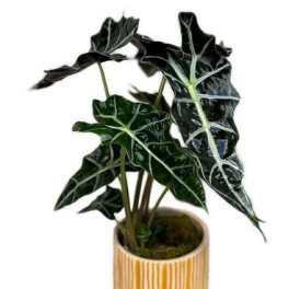 Potted plant with dark glossy leaves in a striped ceramic pot
